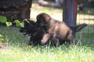 chiot-berger-allemand-poil-long0106