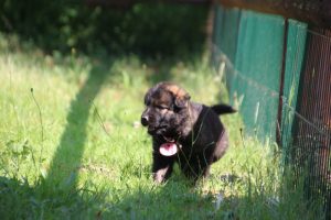 chiot-berger-allemand-poil-long0107