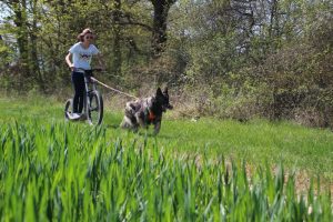 harnais mantrailing-traction julius k9 025