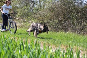harnais mantrailing-traction julius k9 026