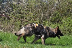 harnais mantrailing-traction julius k9 028
