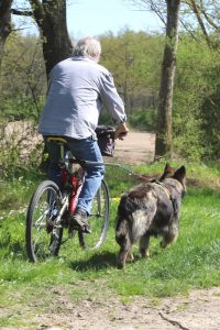 harnais mantrailing-traction julius k9 066