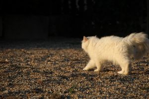 élevage-de-berger-allemand-comme-chiens-et-loups0001