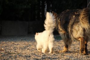 élevage-de-berger-allemand-comme-chiens-et-loups0002