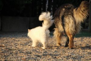 élevage-de-berger-allemand-comme-chiens-et-loups0003