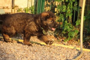 élevage-de-berger-allemand-comme-chiens-et-loups0004