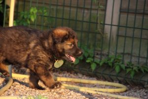 élevage-de-berger-allemand-comme-chiens-et-loups0005