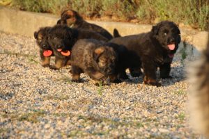 élevage-de-berger-allemand-comme-chiens-et-loups0006