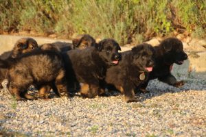 élevage-de-berger-allemand-comme-chiens-et-loups0007