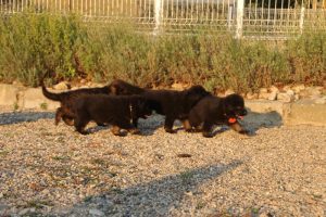 élevage-de-berger-allemand-comme-chiens-et-loups0008