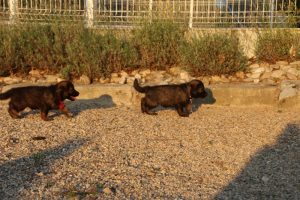 élevage-de-berger-allemand-comme-chiens-et-loups0010