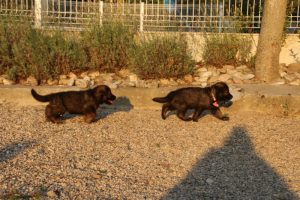 élevage-de-berger-allemand-comme-chiens-et-loups0011