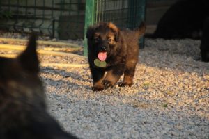 élevage-de-berger-allemand-comme-chiens-et-loups0012