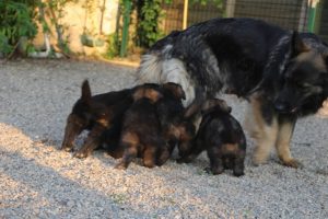 élevage-de-berger-allemand-comme-chiens-et-loups0013