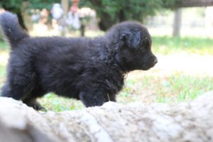 élevage-de-berger-allemand-comme-chiens-et-loups0013