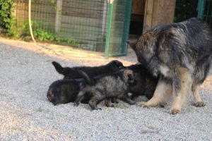 élevage-de-berger-allemand-comme-chiens-et-loups0014