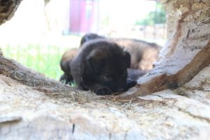 élevage-de-berger-allemand-comme-chiens-et-loups0014