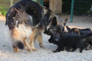 élevage-de-berger-allemand-comme-chiens-et-loups0015
