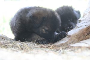 élevage-de-berger-allemand-comme-chiens-et-loups0015