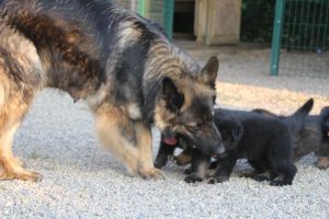 élevage-de-berger-allemand-comme-chiens-et-loups0016