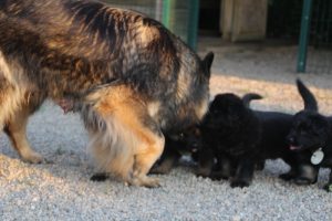 élevage-de-berger-allemand-comme-chiens-et-loups0017