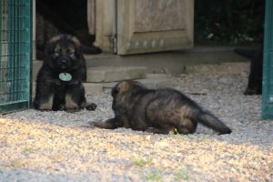 élevage-de-berger-allemand-comme-chiens-et-loups0018