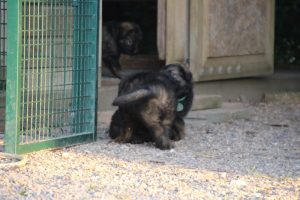 élevage-de-berger-allemand-comme-chiens-et-loups0019