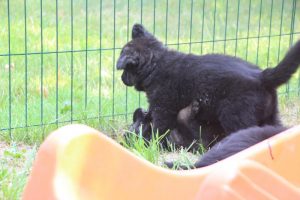 élevage-de-berger-allemand-comme-chiens-et-loups0019