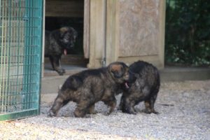 élevage-de-berger-allemand-comme-chiens-et-loups0020