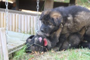 élevage-de-berger-allemand-comme-chiens-et-loups0020