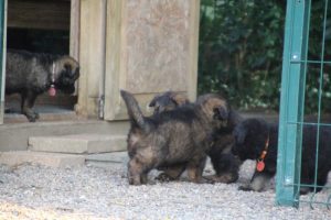 élevage-de-berger-allemand-comme-chiens-et-loups0021