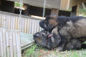 élevage-de-berger-allemand-comme-chiens-et-loups0021