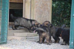 élevage-de-berger-allemand-comme-chiens-et-loups0022