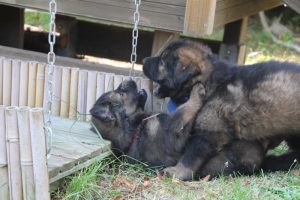 élevage-de-berger-allemand-comme-chiens-et-loups0022