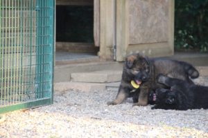 élevage-de-berger-allemand-comme-chiens-et-loups0023