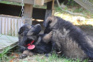 élevage-de-berger-allemand-comme-chiens-et-loups0023