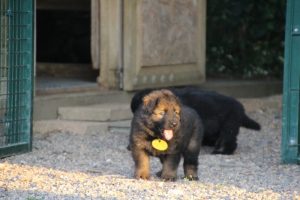 élevage-de-berger-allemand-comme-chiens-et-loups0024