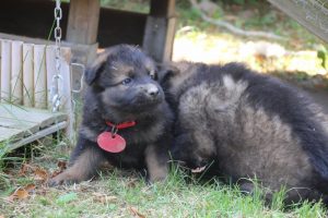 élevage-de-berger-allemand-comme-chiens-et-loups0024