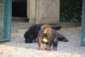 élevage-de-berger-allemand-comme-chiens-et-loups0025