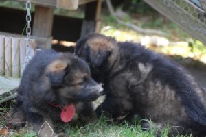 élevage-de-berger-allemand-comme-chiens-et-loups0025