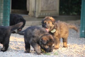 élevage-de-berger-allemand-comme-chiens-et-loups0027