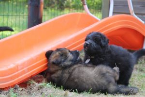 élevage-de-berger-allemand-comme-chiens-et-loups0027