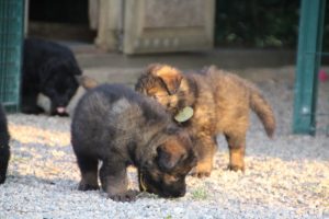 élevage-de-berger-allemand-comme-chiens-et-loups0028