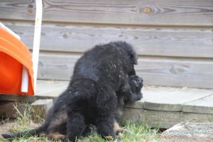 élevage-de-berger-allemand-comme-chiens-et-loups0028