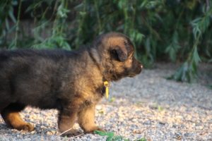 élevage-de-berger-allemand-comme-chiens-et-loups0029