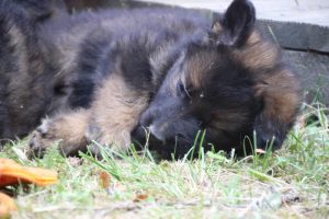 élevage-de-berger-allemand-comme-chiens-et-loups0029