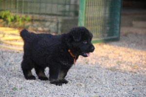 élevage-de-berger-allemand-comme-chiens-et-loups0030