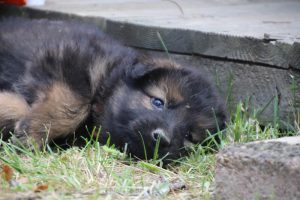 élevage-de-berger-allemand-comme-chiens-et-loups0030