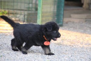 élevage-de-berger-allemand-comme-chiens-et-loups0031