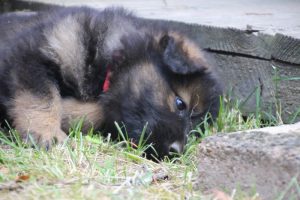 élevage-de-berger-allemand-comme-chiens-et-loups0031